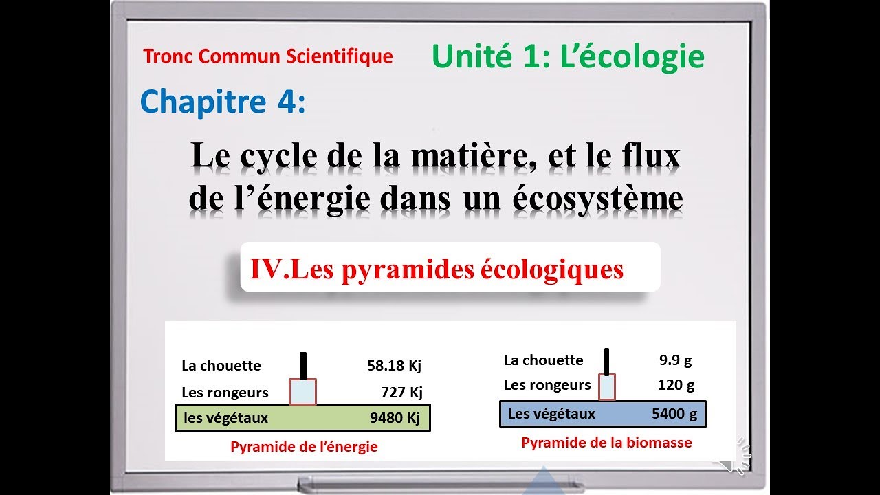 Les pyramides écologiques - Tronc commun scientifique