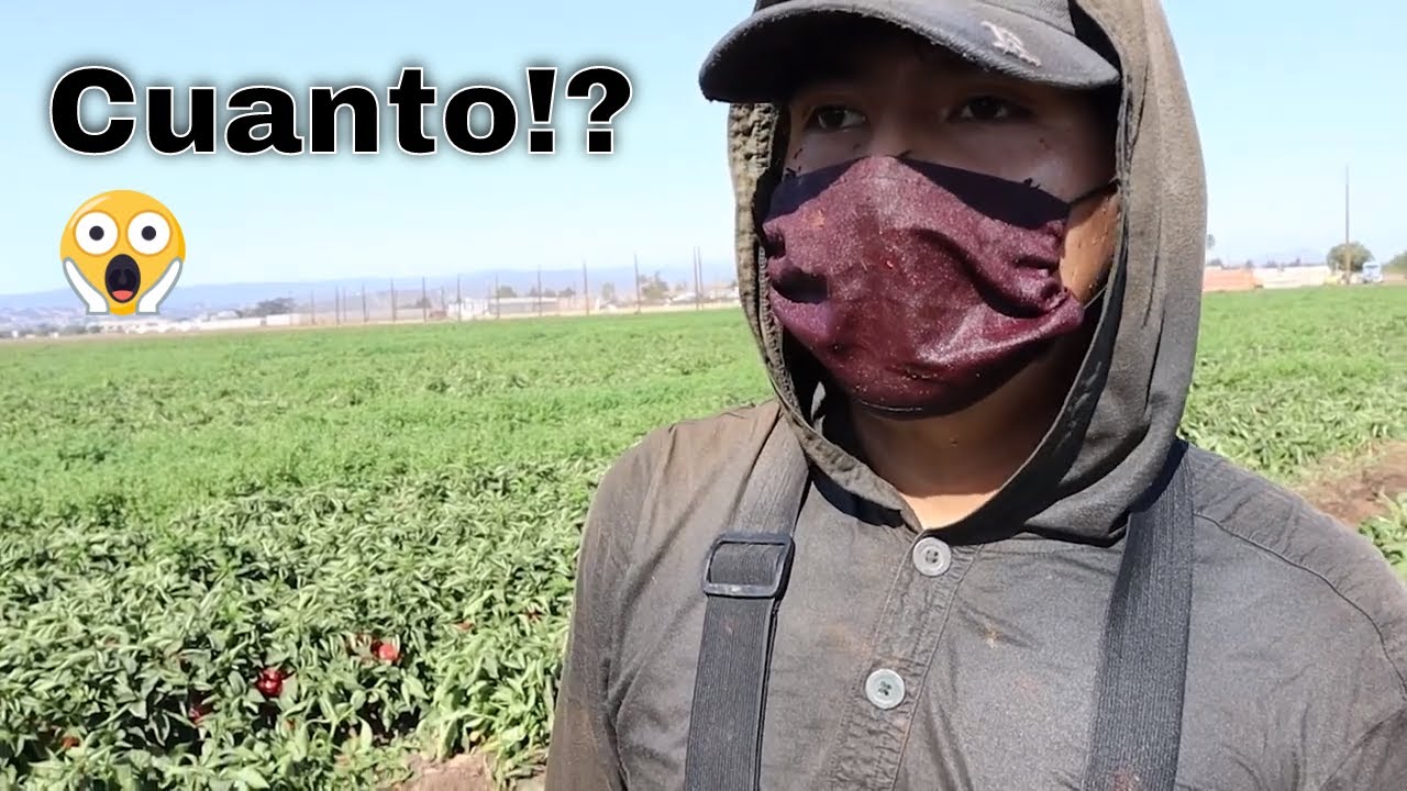 😳 CUANTO se GANA en el campo en ESTADOS UNIDOS | Chile