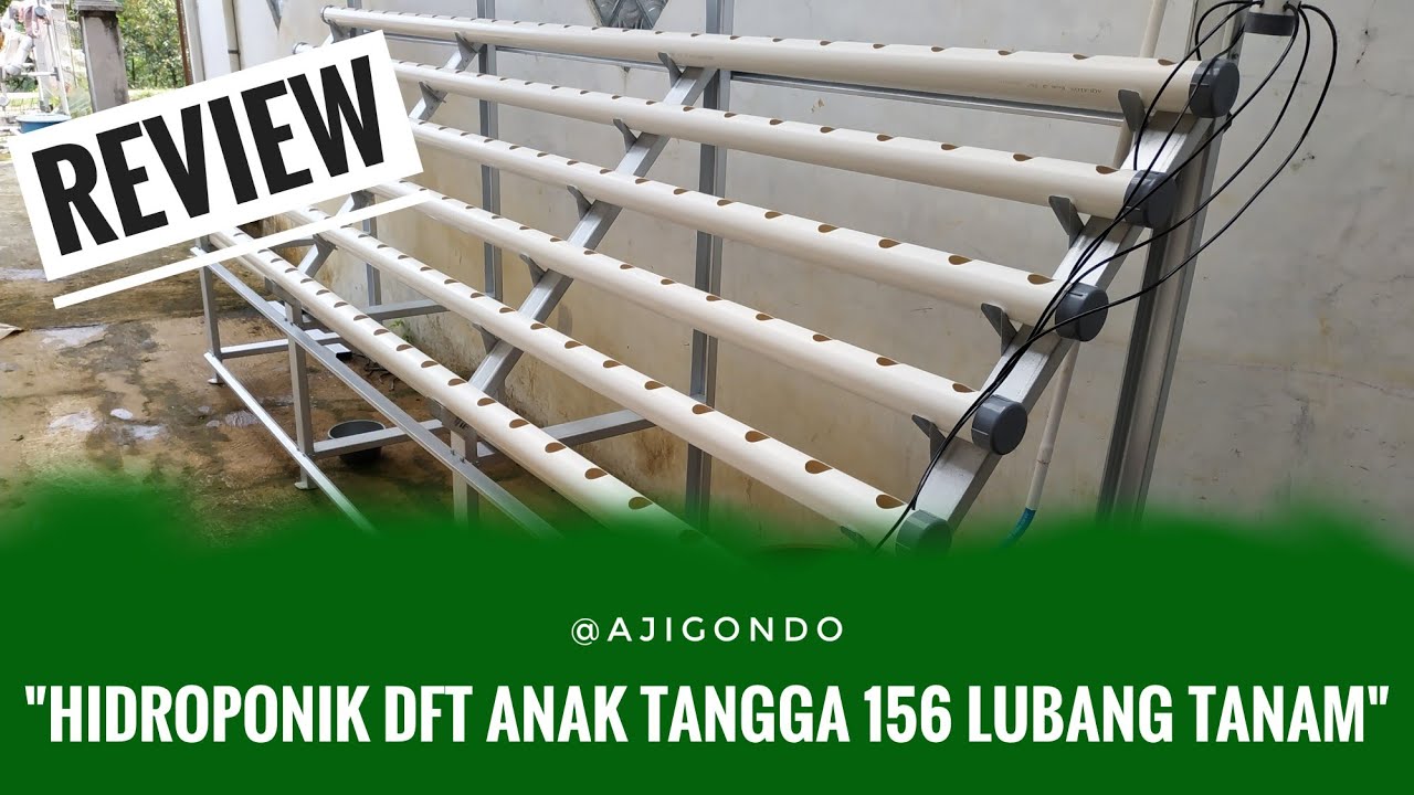 Hidroponik DFT anak tangga 156 lubang (review) | Hidroponik | Baraponik Group