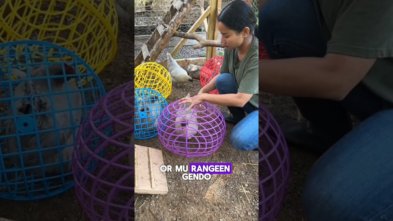 A girl handling his chicken farm story 