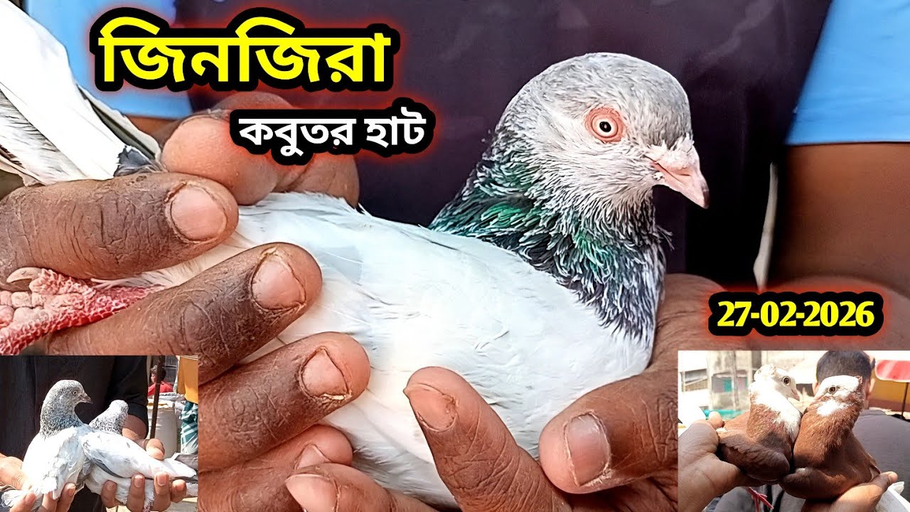 27-02-2026 জিনজিরা কবুতর হাট | কম দামে কবুতর | Zinzira pigeon market price today | kobutor | কবুতর