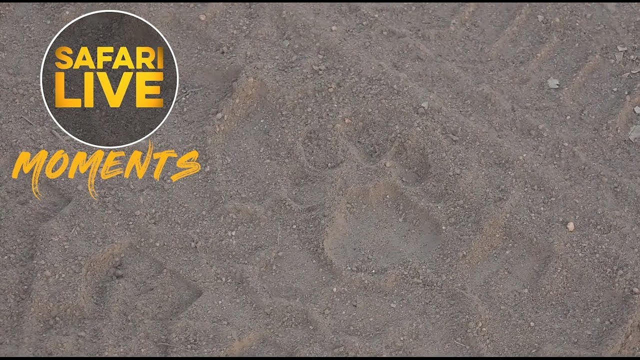Telling the Difference Between Lion Tracks and Leopard Tracks