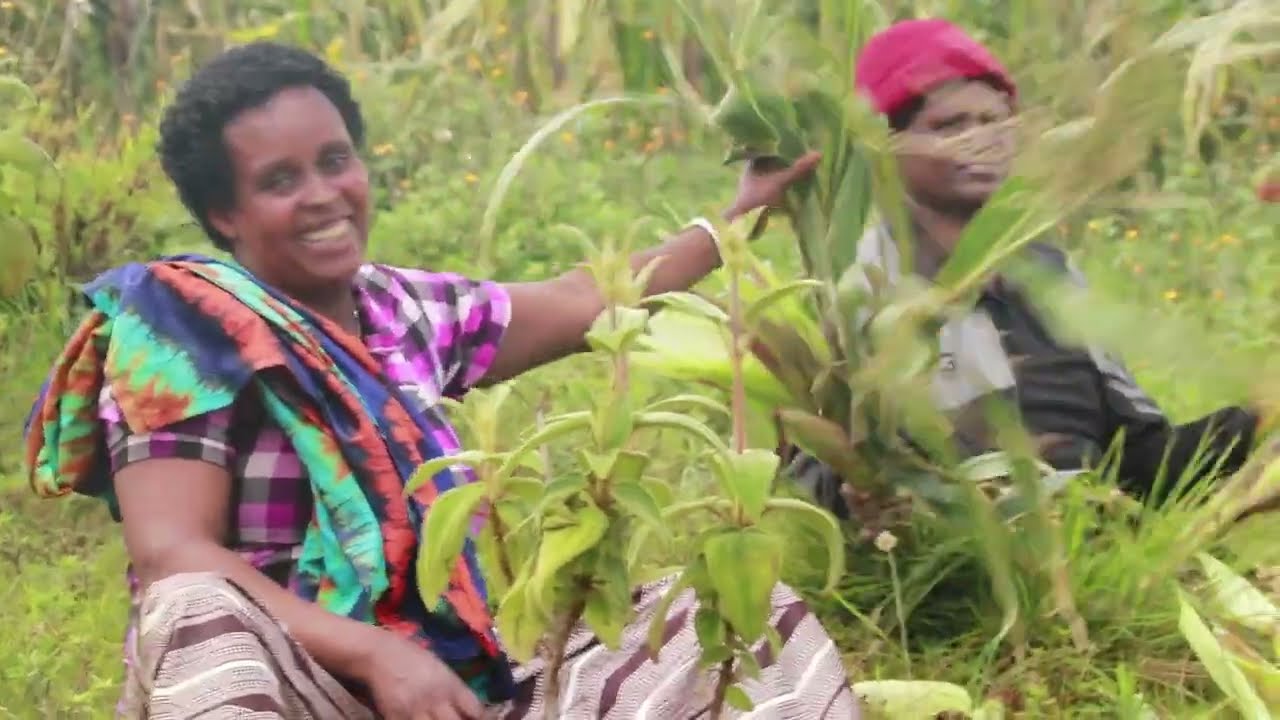 BEST FUTURE WOMEN COMPANY MAIZE FIELD KARONGI