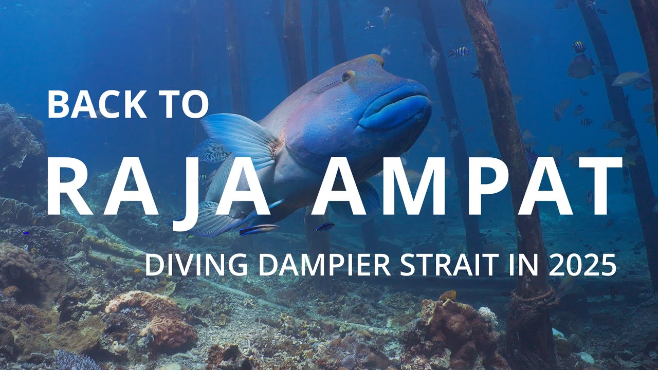 Back To Raja Ampat  | Diving Dampier Strait in 2025 | Indonesia | 4K |  Sony FX3