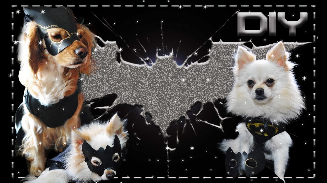 DIY MASCOTAS ║ DISFRAZ GATUBELA Y BATMAN PARA PERROS ║HI KALI♥