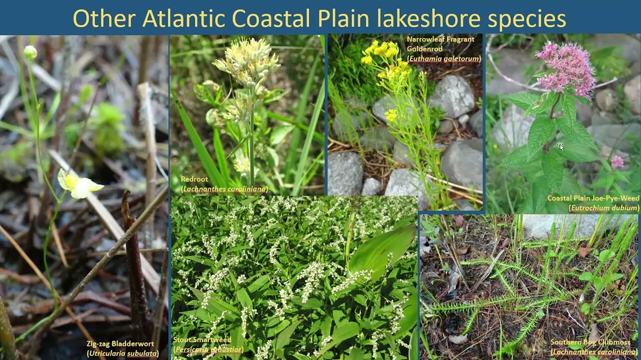 How Different Is Your Neighbour? Nova Scotia vs. New Brunswick Floras