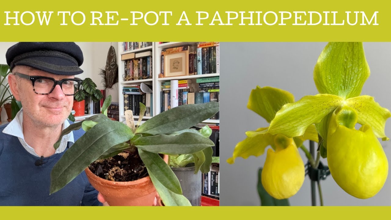 How to re-pot a Paphiopedilum!