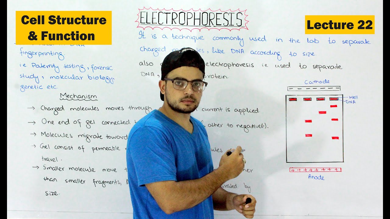 Electrophoresis | Gel electrophoresis technique | Video 22