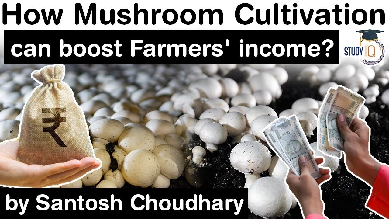 Mushroom Cultivation in India can boost the income of farmers - Agriculture Current Affairs for UPSC