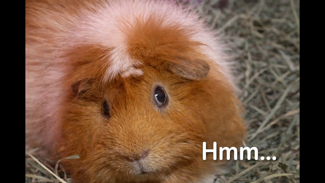 Cranberry Taste Test/Calm Guinea Pig Reactions