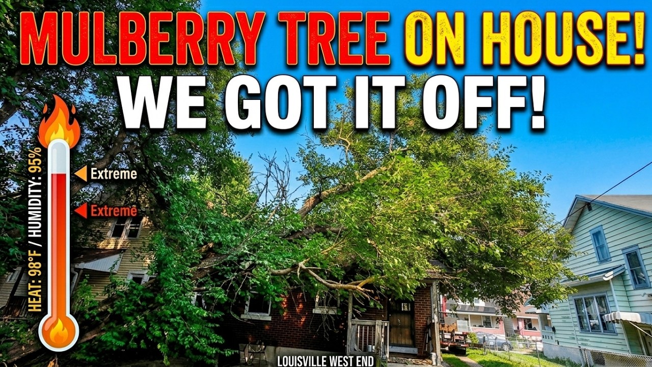 Огромная шелковица РАЗРУШАЕТ дом! (Shults Tree Service спешит на помощь)