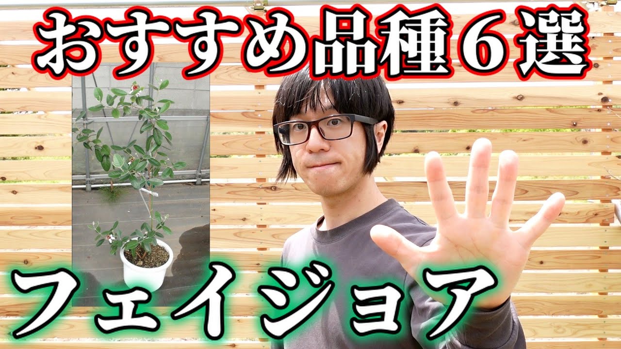 【果樹】フェイジョア、おすすめ品種6選！【feijoa】