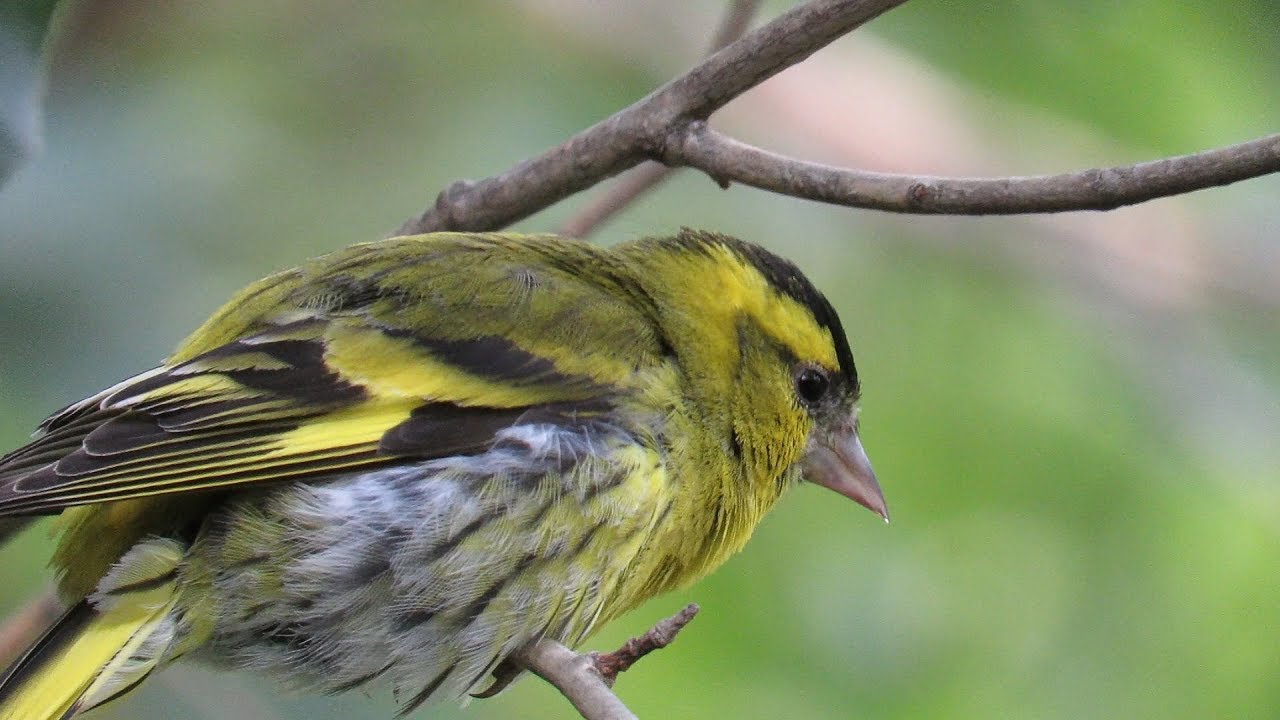 424. Č&iacute;žek lesn&iacute;, Spinus spinus, Eurasian Siskin, Erlenzeisig, L&uacute;gano, Tarin des aulnes