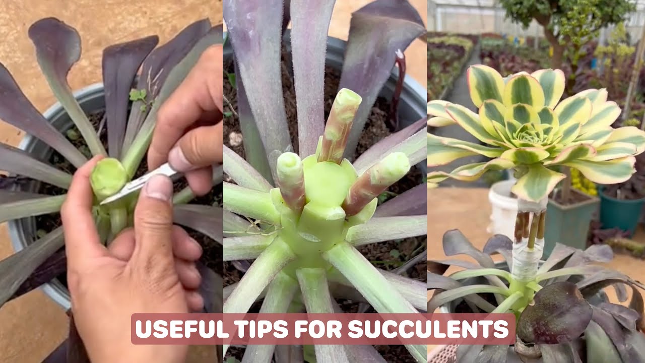 Useful Tips For Succulents - Part 108 | 多肉植物 | 다육이들 | Suculentas