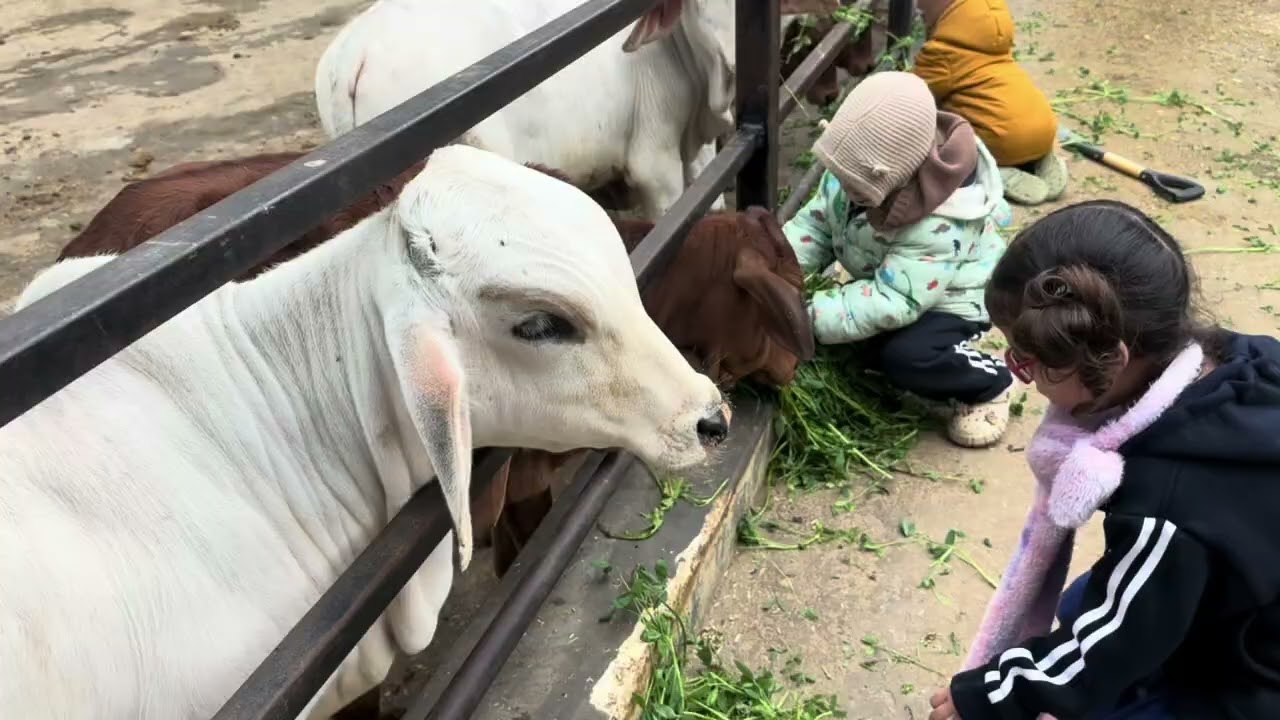 How to spend time with friends in Vrindavan.
