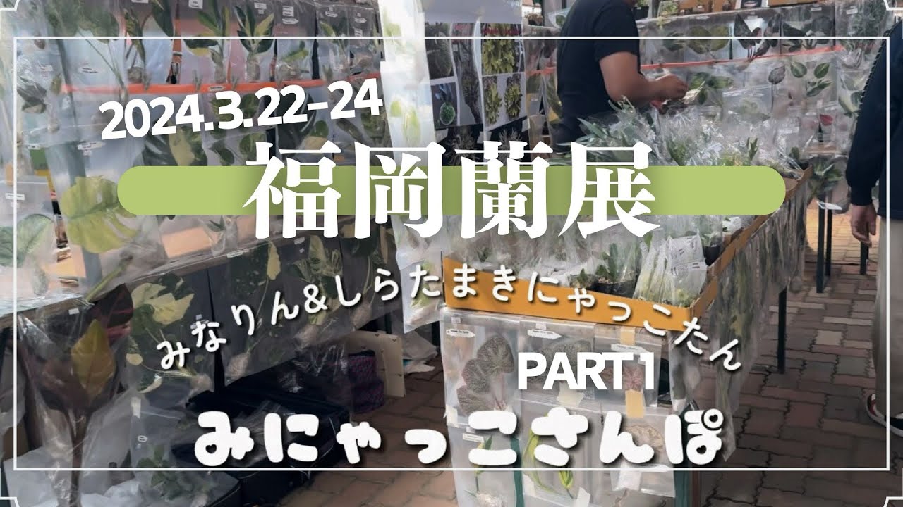 【福岡蘭展2024】蘭展の出店紹介🪴みにゃっこがお散歩してきました🪴