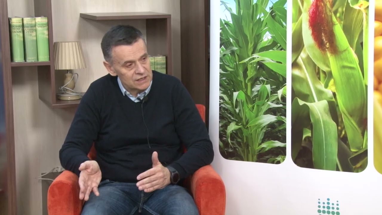 ZP HIBRIDI šta i kako sejati