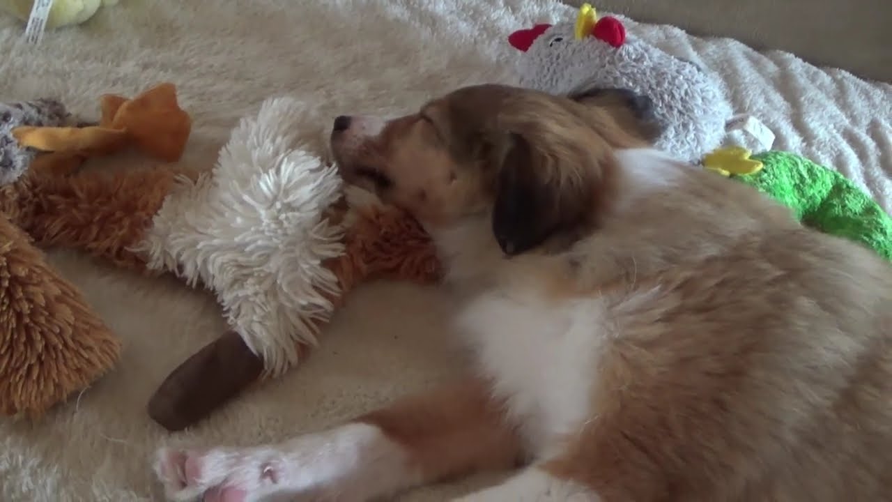 Sleeping Puppy So Precious, Sheltie Puppy #sleepingdogs #sleepingpuppy #sheltie #shetlandsheepdog