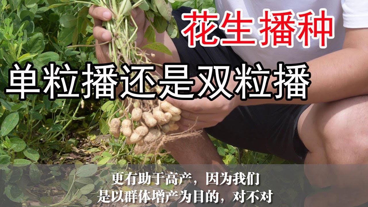 花生播种时，选单粒播还是双粒播？这里面可大有讲究【付老师种植技术团队】