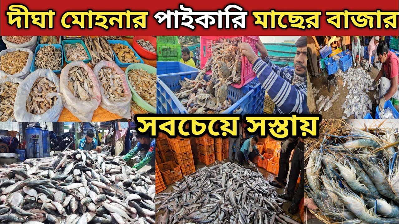 দীঘা মোহনার পাইকারি ও খুচরো মাছের বাজার || Digha Mohona Mach Bazar || Digha Fish Market || 