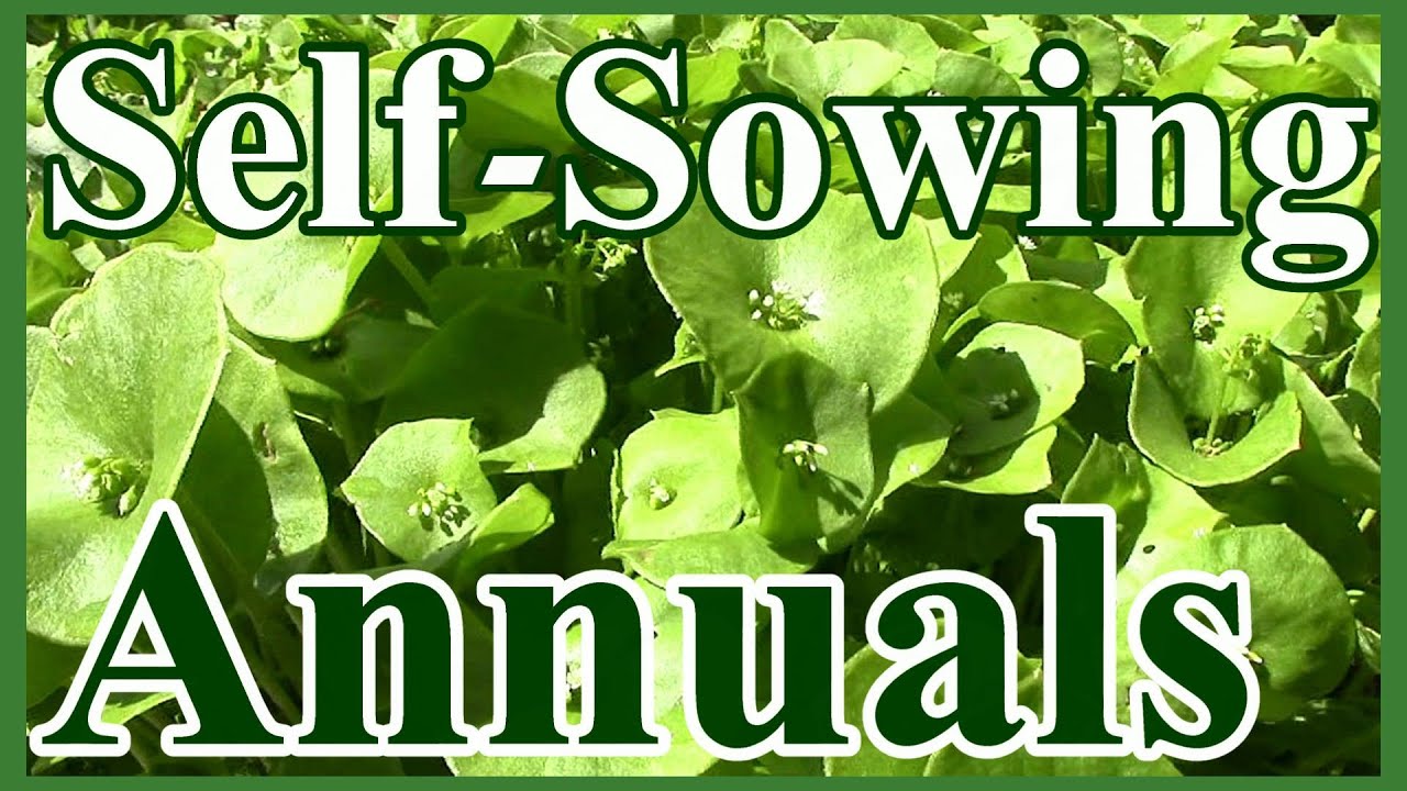 Toward a Do-Nothing Gardening, pt. 3: Self-Sowing Annuals (Lazy Gardening)