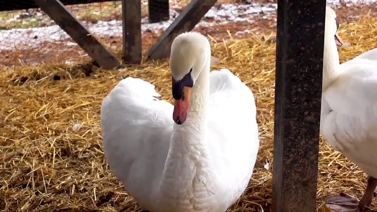 Raising Mute Swans | Farm Raised With P. Allen Smith