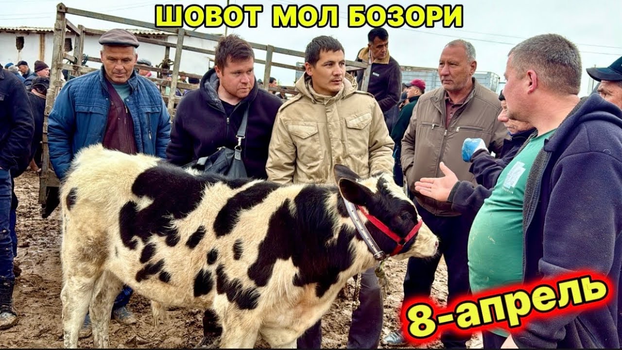 ХОРАЗМ ШОВОТ ПИР МОЛ БОЗОРИ ЁШ ХЎКИЗЛАР САВДОСИ 8-апреля 2026 г.