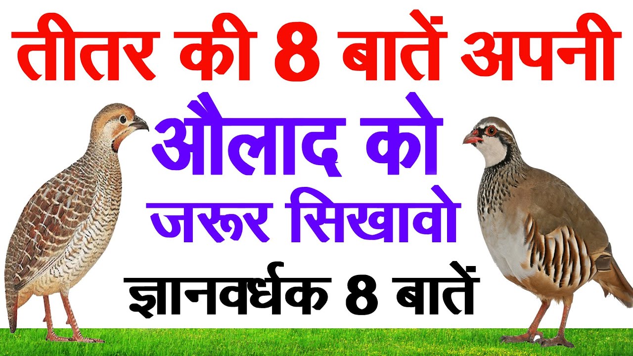 #तीतर की ये 8 बाते ||अपनी औलाद को जरुर सिखाऐ|| motivational Hindi story hindi kahani #teetarkikahani