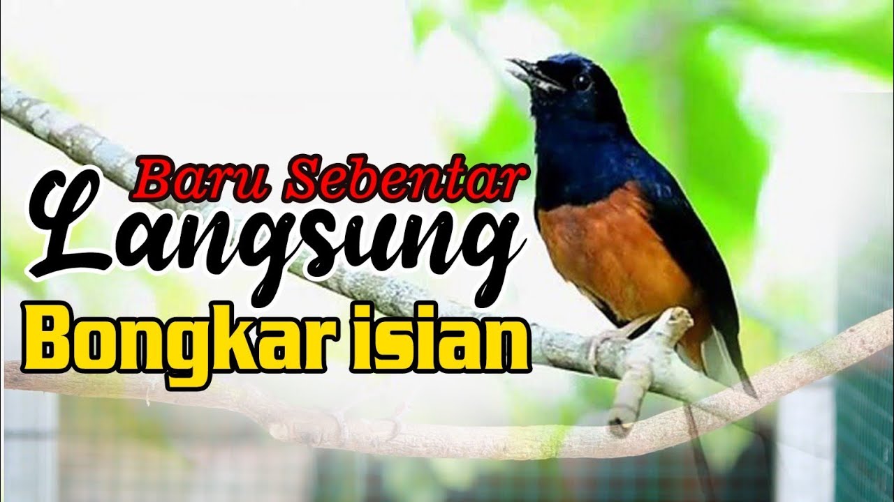 PANCINGAN MURAI BATU BONGKAR ISIAN , EFFEKTIP BUAT MURAI BATU MALAS BUNYI JADI GACOR