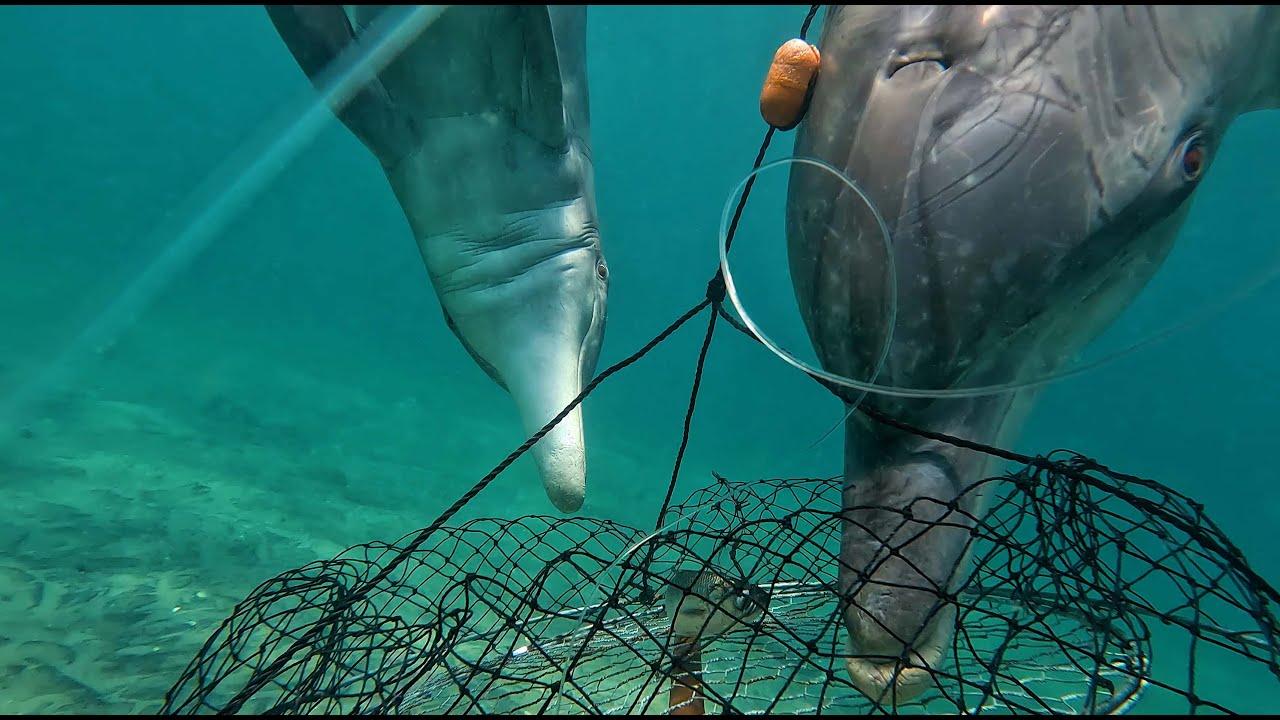 intelligent wild dolphins stealing bait from crab fishermen! World-first footage
