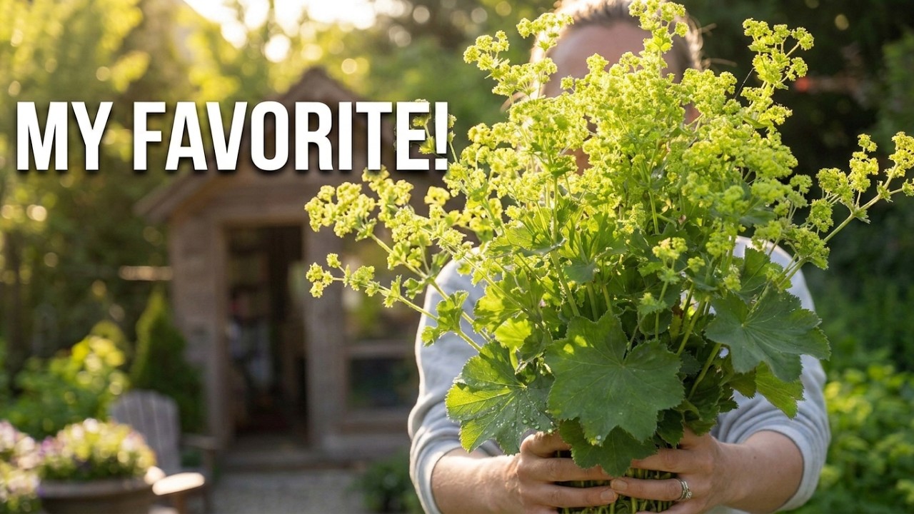 Planting My Favorite Perennial Cut Flower! Adding Lady's Mantle to the Book Nook Garden!