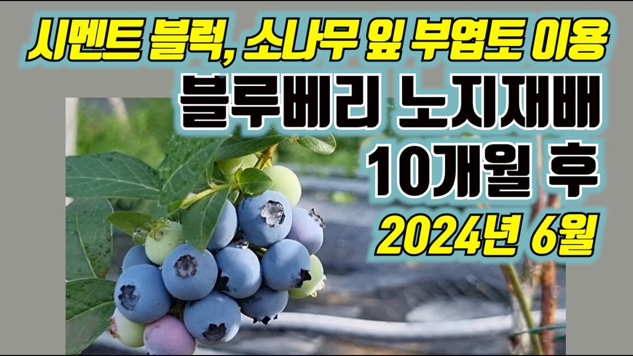 블루베리 노지재배방법,  시멘트 블럭과 소나무 잎 부엽토 이용 - 10개월 후 2024년 6월 모습