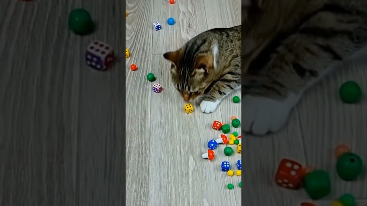 ⭐ Barsik Cat Reverse ASMR That Feels Purely Satisfying 🐾 