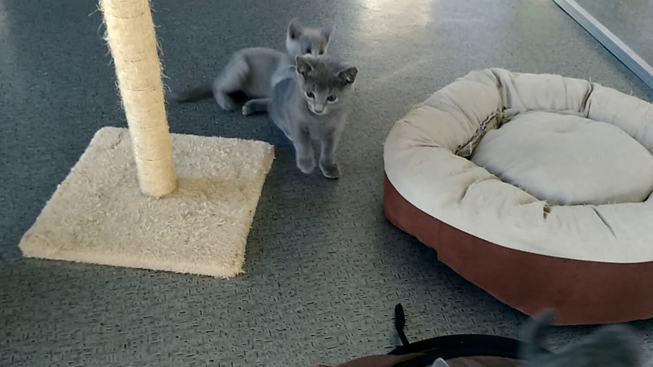 Chatons bleu russe, maternit&eacute;