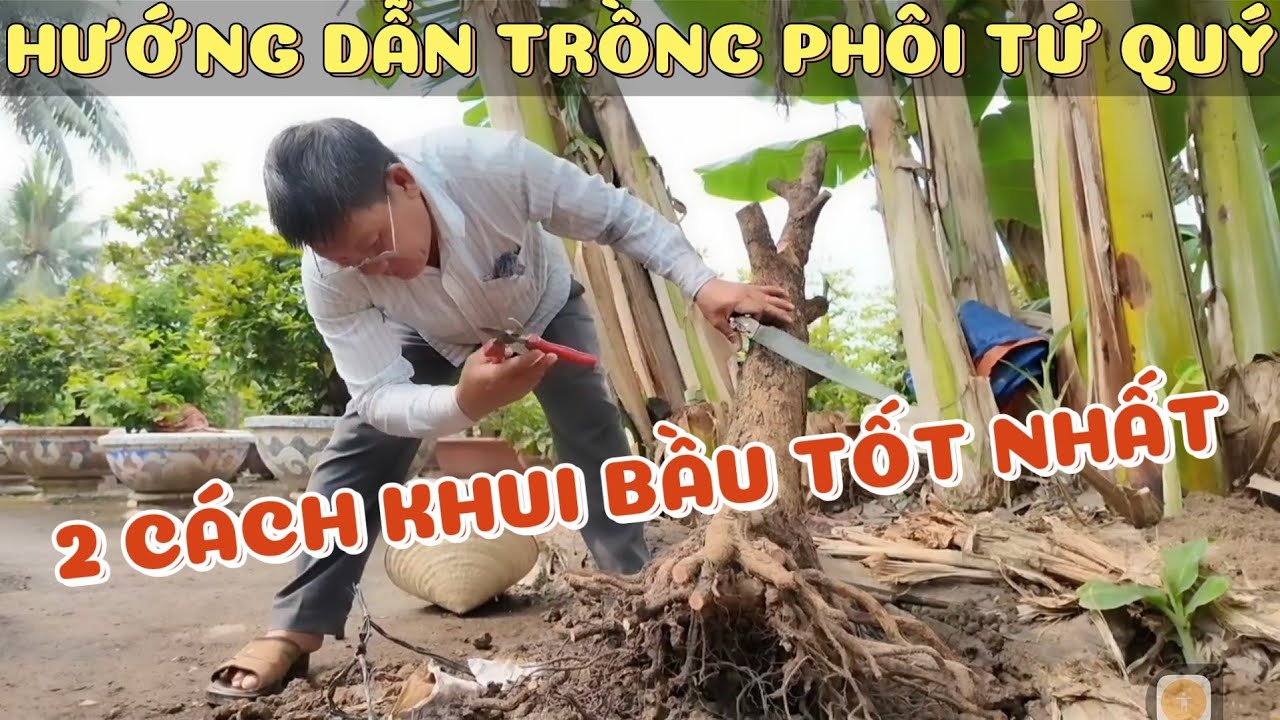 Vườn mai Út Đực hướng dẫn trồng cây phôi tứ quý mới bứng 2 cách khui bầu tốt nhất cách chăm đơn giản