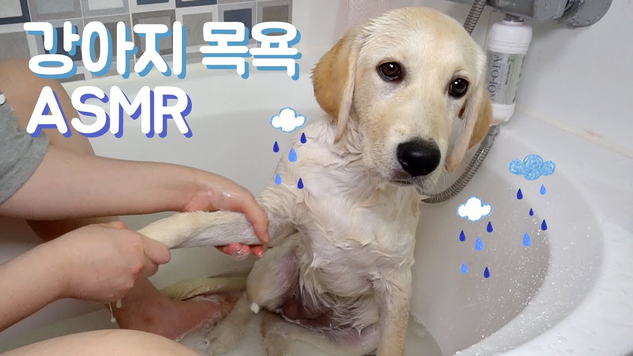 강아지 목욕 하는 소리 ASMR / 버블버블 거품 소리 / 머리 깜는 소리 / 물소리 / 씻는 소리 / 샤워 / 소녀의 행성 / 소행성