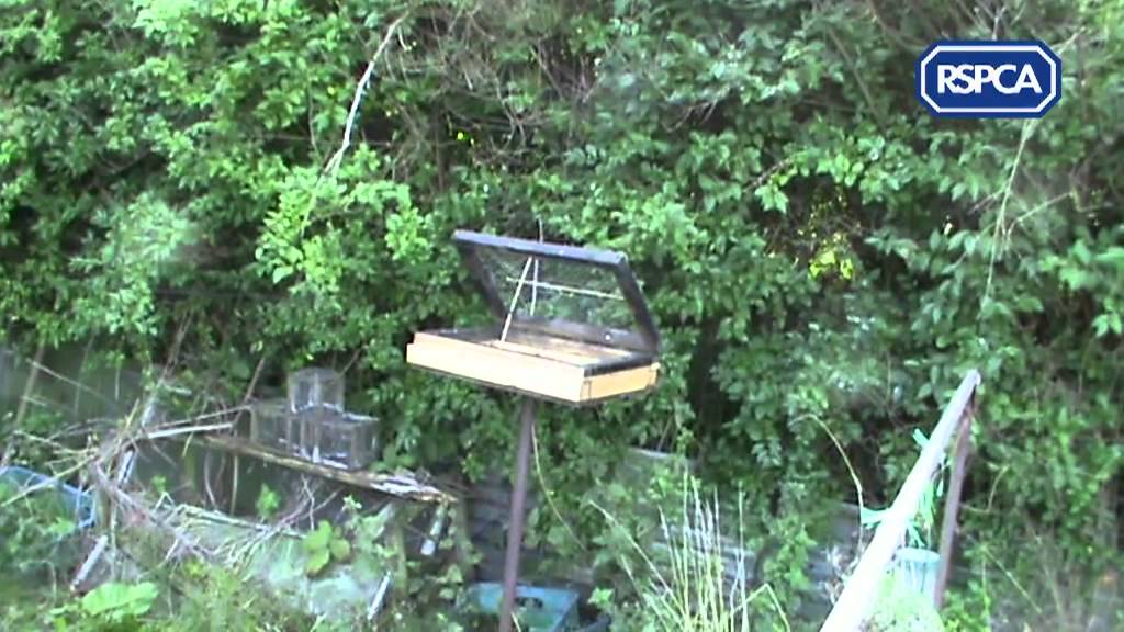 Wild Bird Trapping- RSPCA Prosecution