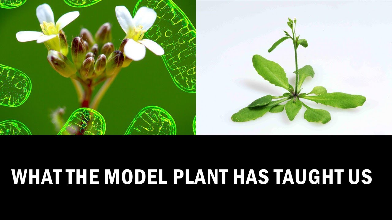 Что мы можем узнать из исследований арабидопсиса: объяснение за 7 минут