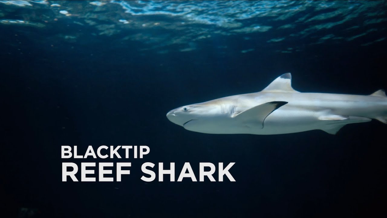 Sponsor an Animal - Blacktip Reef Shark