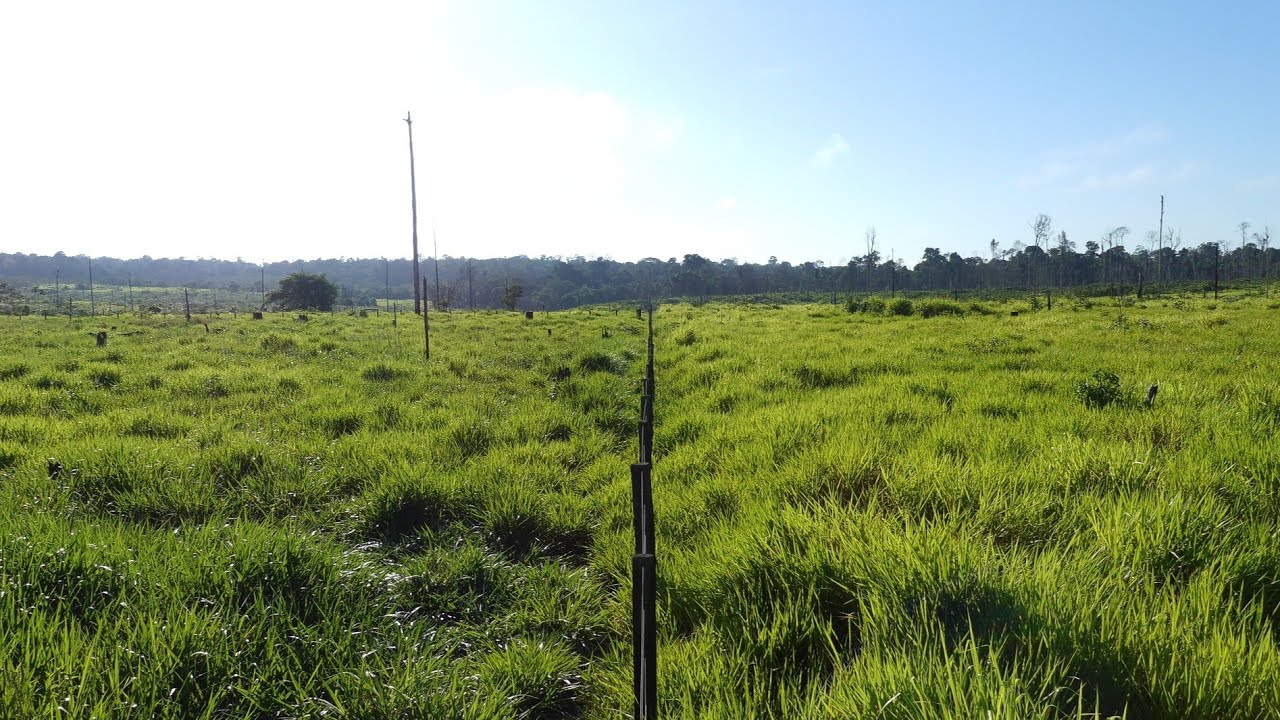 ((VENDIDO)) SÍTIO A VENDA R$180.000 NO PARÁ MUNICÍPIO DE PACAJÁ 10 ALQUEIRÃO  #joaoedilsonj21