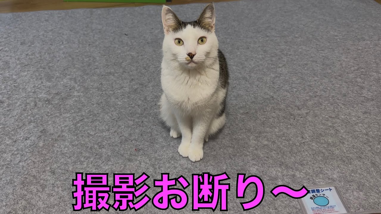 保護猫ナターシャの526日目：ちょこん座りからの退場