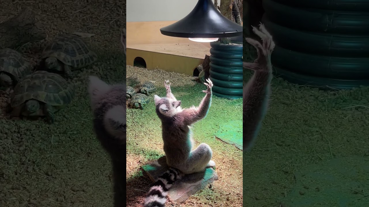 Lemur Raises Arms Towards the Light