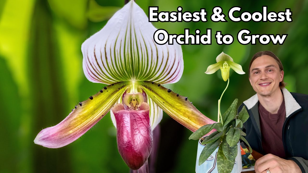PAPHIOPEDILUM Orchid Growing Guide - How to Bloom, Repotting - Complete Tutorial