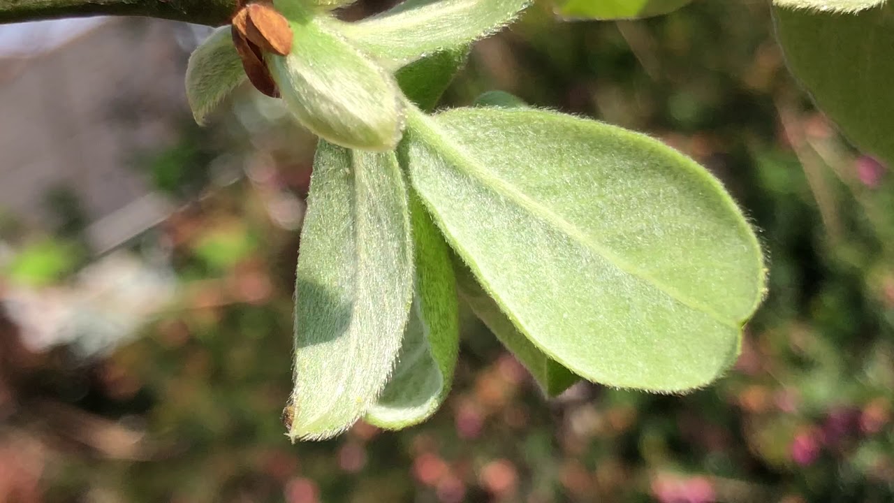 Goat willow - underside of young leaves - April 2020