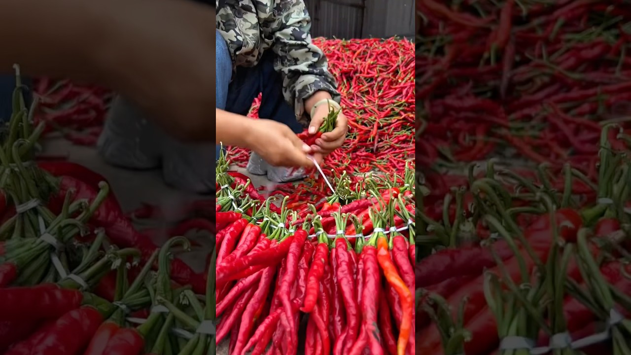 Harga cabai anjlok petani ini punya cara cerdas #cabai #cabailokal #petani #pertanian #perkebunan