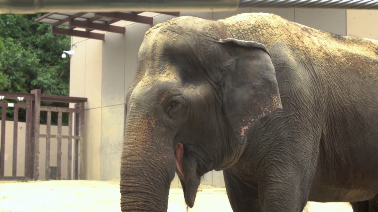 Meet Ambika - Asian Elephant