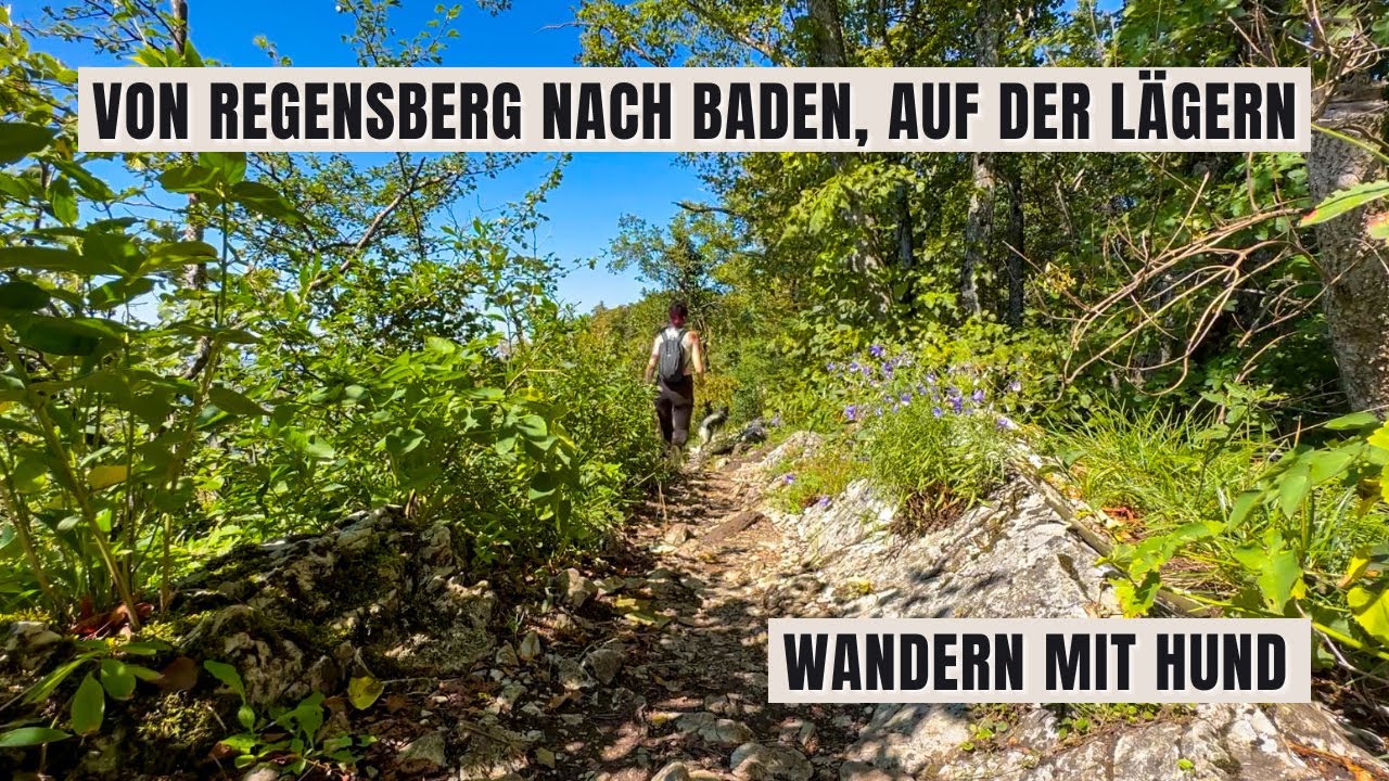 Lägern Gratwanderung, Regensberg nach Baden | Jura Höhenweg Etappe 1 | Wandern mit Hund