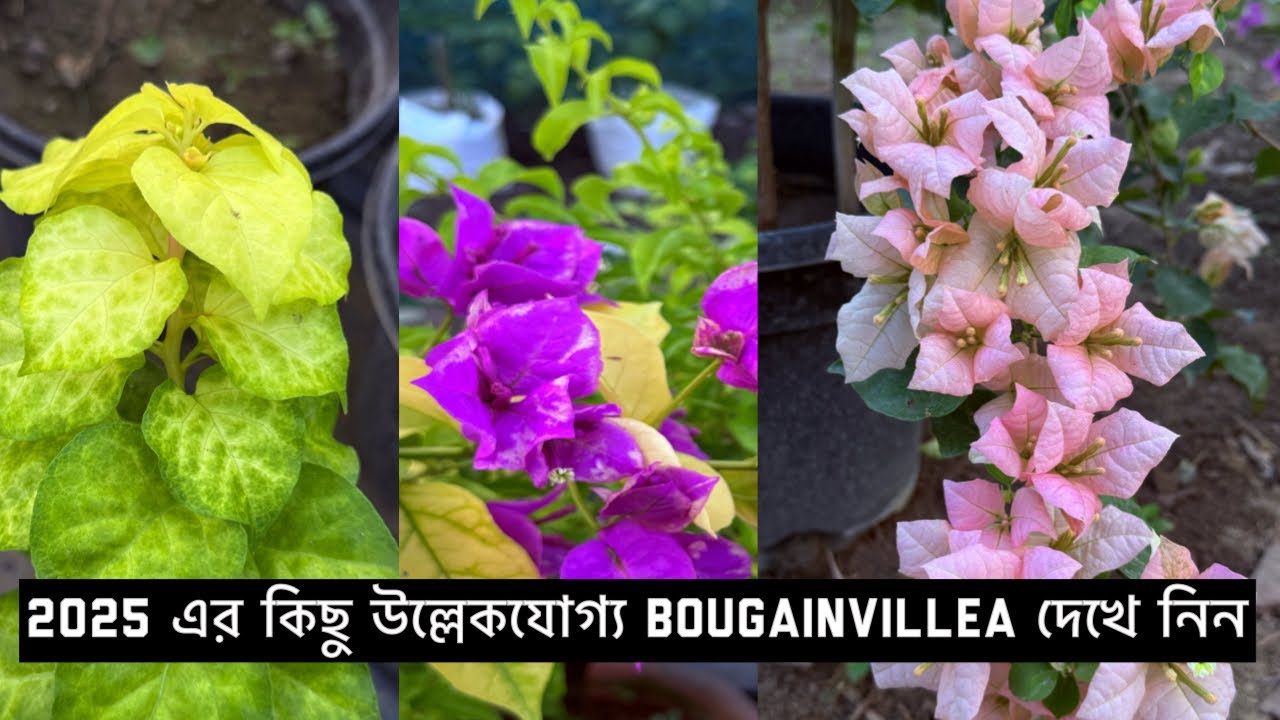 Latest Bougainvillea in 2025