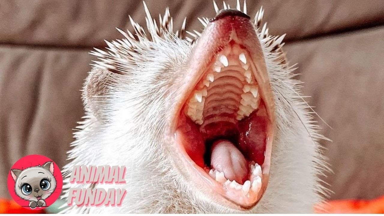 Cute And Funny Hedgehog Videos 🦔😆 Watch Until The End! 🤣 Animal Funday