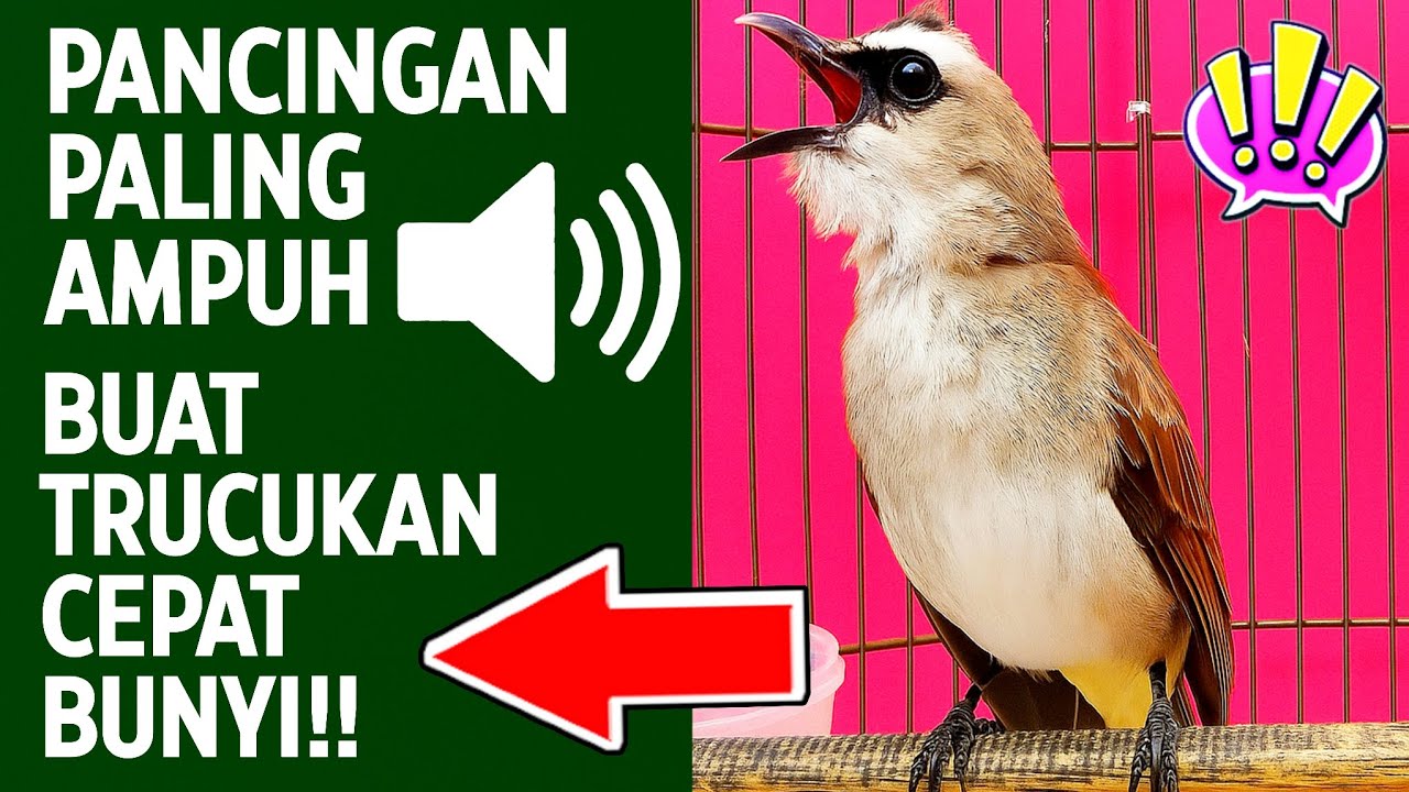 Masteran trucukan gacor ngalas tarung ropel paling bagus untuk pancingan trucukan agar bunyi nyaut
